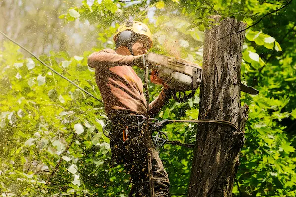 Dedicated Tree Specialists